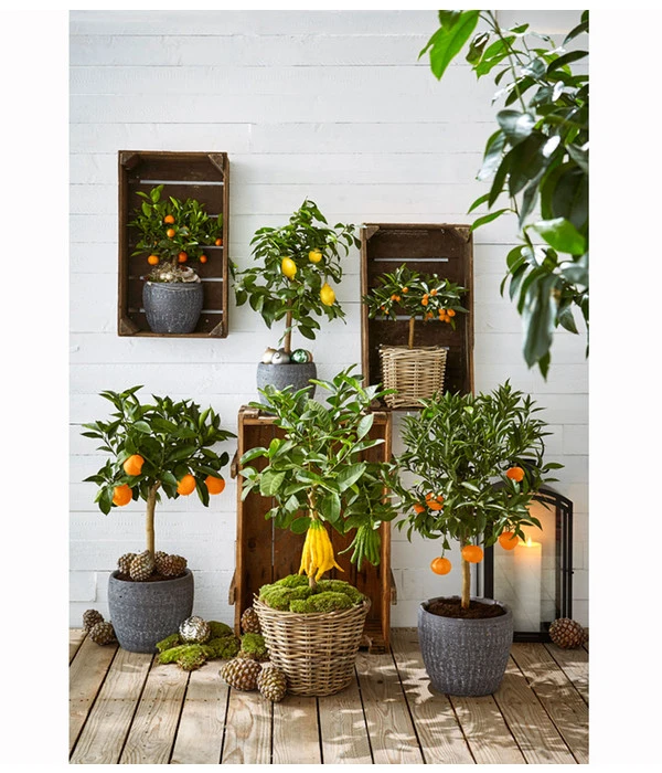 Zitronat-Zitrone 'Buddhas Hand' 2 Zitronat-Zitrone 'Buddhas Hand' – Bild 2