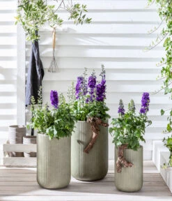 Rittersporn, Verschiedene Farben 20 Rittersporn, Verschiedene Farben -Gartenbedarf Kollektion 20200709 WE MO 001 Rittersporn 2021 GC12