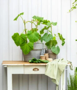 Mini Schlangengurke 9 Mini Schlangengurke -Gartenbedarf Kollektion 20200717 8842643 WE MO 002 CucurbitaePepoZucchiniGruen 2021 GC13 01