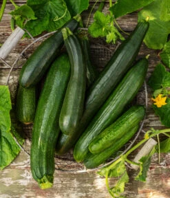 Mini Schlangengurke 8 Mini Schlangengurke -Gartenbedarf Kollektion 20200722 8830747 8831000 WE MO 001 GurkeEtikett