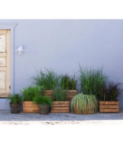 Segge, Verschiedene Sorten -Gartenbedarf Kollektion 20210617 8011439 8011454 8011447 8026775 8026841 WE MO 001 Graeser BestOf 2022 01