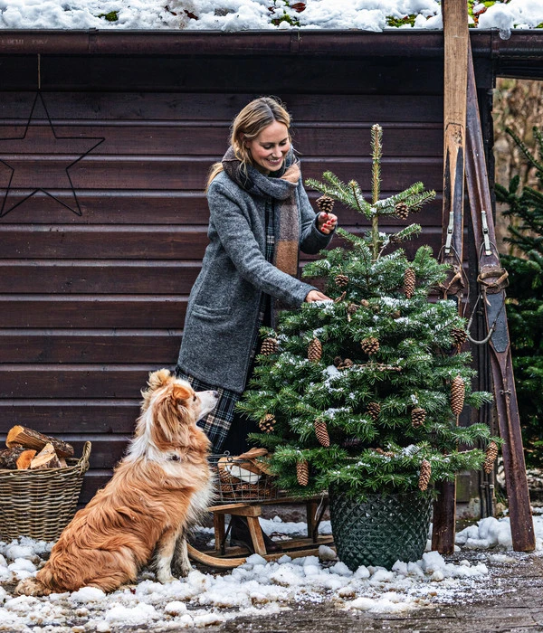 Nordmann-Tanne, Ca. 100-125 Cm, Im Topf Gewachsen 2 Nordmann-Tanne, Ca. 100-125 Cm, Im Topf Gewachsen – Bild 2