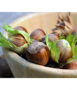 Haselnuss 'Hallesche Riesen' 7 Haselnuss 'Hallesche Riesen' -Gartenbedarf Kollektion 20220610 7662943 WE MO 123rf 80250141 l Haselnuess