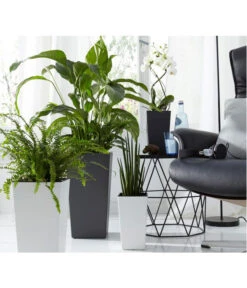Air So Pure® Einblatt - Spathiphyllum Wallisii 'Sensation' -Gartenbedarf Kollektion 2539567 WE MO 002 KunststoffTopfEliseWeissTaupeAnthrazitFotoshootingUveSauerFebruar2016