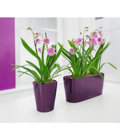 Stiefmütterchenorchidee - Miltonia -Gartenbedarf Kollektion 3890621 8251191 PR MO 001 LechuzaDeltiniDeltiniPrem14KplAuberMiltoniaLechuza
