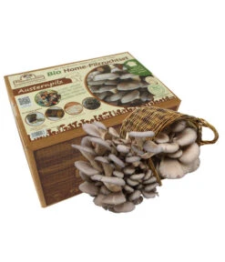 Ausgewählte Produkte 6 Pilzmännchen Bio Pilzzuchtset Austernpilz