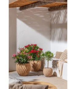 Dehner Terrakotta-Topf Imperia, Rund, Antik-terrakotta -Gartenbedarf Kollektion 4272639 4272670 WE MO 004 DehnerTerrakottaTopf