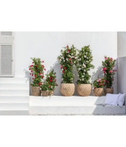 Dehner Terrakotta-Topf Imperia, Rund, Antik-terrakotta -Gartenbedarf Kollektion 4272639 4272670 WE MO 005 DehnerTerrakottaTopf