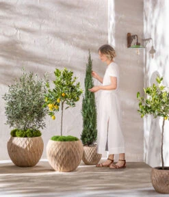 Dehner Terrakotta-Topf Imperia, Rund, Antik-terrakotta -Gartenbedarf Kollektion 4272639 4272670 WE MO 006 DehnerTerrakottaTopf