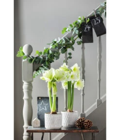 Amaryllis - Hippeastrum Hybride 'Alfresco' 8 Amaryllis - Hippeastrum Hybride 'Alfresco' -Gartenbedarf Kollektion 4306726 PR MO 002 TopfAmyWeiss16