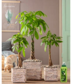 Dehner Grünpflanzen-Dünger, Flüssig, 500 Ml 6 Dehner Grünpflanzen-Dünger, Flüssig, 500 Ml -Gartenbedarf Kollektion 4418075 WE MO 002 DehnerGruenpflanzenDuengerfluessig500ml