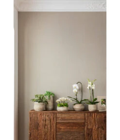 Schmetterlingsorchidee - Phalaenopsis Cultivaris 'Cascade' -Gartenbedarf Kollektion 4473492 PR MO 001 OrchideenkeramikFrayaHellbraun 4473500 4473518 4473534 4473542