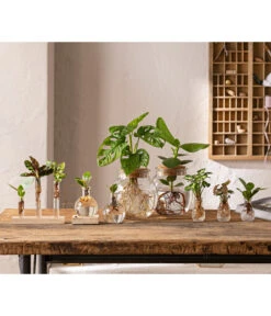 Ausgewählte Produkte -Gartenbedarf Kollektion 6125066 WE MO 001 WaterPlants