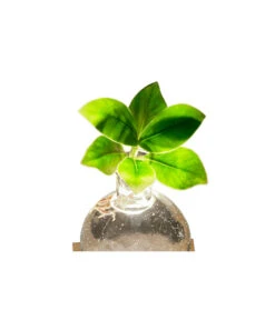Waterplant Balsamapfel Im Kugelglas - Clusia Rosea 'Princess', Mit LED 7 Waterplant Balsamapfel Im Kugelglas - Clusia Rosea 'Princess', Mit LED -Gartenbedarf Kollektion 6125074 WE DE 001 WaterPlantlusia7cmmitLicht