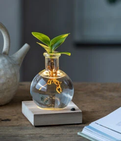 Ausgewählte Produkte -Gartenbedarf Kollektion 6125074 WE MO 001 WaterPlantClusiaLED