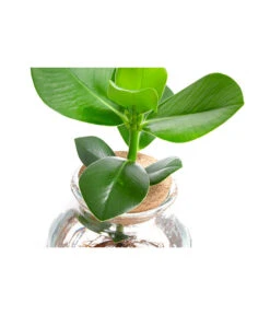 Waterplant Balsamapfel Im Kugelglas - Clusia Rosea 'Princess', Ca. 30 Cm 7 Waterplant Balsamapfel Im Kugelglas - Clusia Rosea 'Princess', Ca. 30 Cm -Gartenbedarf Kollektion 6125082 WE DE 001 WaterPlantsClusia12cm