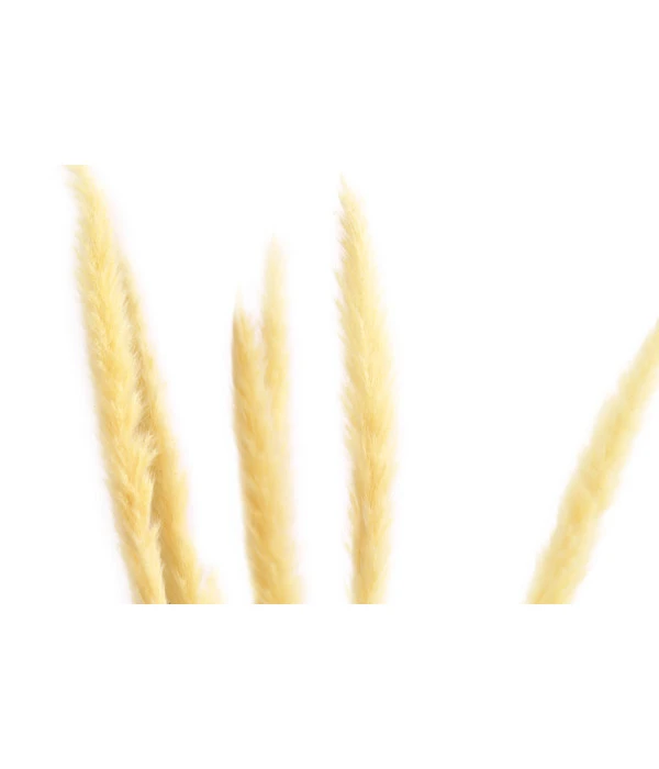 Trockenblumenbund Pampasgras 2 Trockenblumenbund Pampasgras – Bild 2