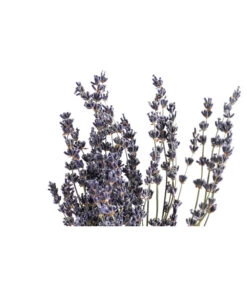 Trockenblumenbund Lavendel -Gartenbedarf Kollektion 6491682 PR DE 001 LavendeltiefblauBund DehnerExpressHerzig
