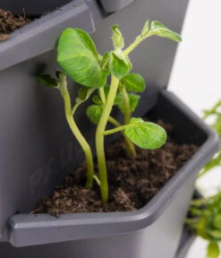 Gusta Garden Kartoffelturm Paul Potato Starter 3 Etagen, Ca. B44/H50/T44 Cm 5 Gusta Garden Kartoffelturm Paul Potato Starter 3 Etagen, Ca. B44/H50/T44 Cm -Gartenbedarf Kollektion 6626931 WE DE 001 PaulPotatoStarterMiniHochbeet