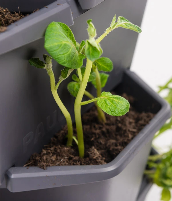 Gusta Garden Kartoffelturm Paul Potato Starter 3 Etagen, Ca. B44/H50/T44 Cm 3 Gusta Garden Kartoffelturm Paul Potato Starter 3 Etagen, Ca. B44/H50/T44 Cm – Bild 3