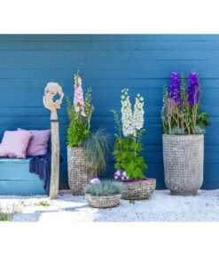 Rittersporn, Verschiedene Farben 19 Rittersporn, Verschiedene Farben -Gartenbedarf Kollektion 6732911 WE MO 001 KeramikPflanztopfRelicRittersporn