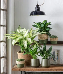 Dehner Seegras-Korb Phil, Rund 11 Dehner Seegras-Korb Phil, Rund -Gartenbedarf Kollektion 6735229 WE MO 001 KorbPhilGruen TO1 Dieffenbachia Spathiphyllum Fittonia