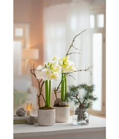 Amaryllis - Hippeastrum Hybride 'Alfresco' 7 Amaryllis - Hippeastrum Hybride 'Alfresco' -Gartenbedarf Kollektion 6835078 WE MO 001 TopfAmaryllisWeiss