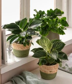 Dehner Seegras-Korb Phil, Rund 9 Dehner Seegras-Korb Phil, Rund -Gartenbedarf Kollektion 6954788 WE MO 001 GruenStarterSet OnlinePflanzenSet 2022