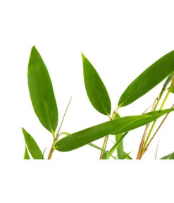 Schirmbambus -Gartenbedarf Kollektion 7002678 PR DE 001 FargesiaNitidaBambus2LDehnerExpressHerzig