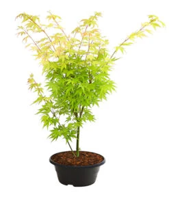 Fächerahorn 'Orange Dream', Schale