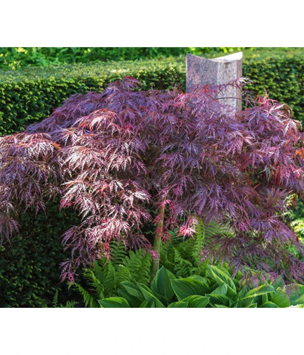 Dunkelroter Schlitz-Ahorn 'Dissectum Garnet', Ca. 30-40 Cm 2 Dunkelroter Schlitz-Ahorn 'Dissectum Garnet', Ca. 30-40 Cm – Bild 2