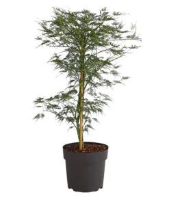 Japanischer Fächerahorn 'Emerald Lace'