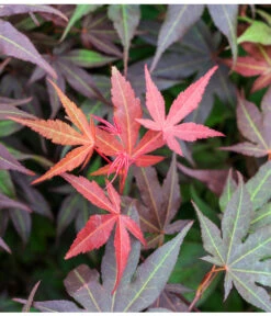 Japanischer Fächerahorn 'Atropurpureum' -Gartenbedarf Kollektion 7016959 WE DE 005 AcerPalmatumAtropurpureumLuckner