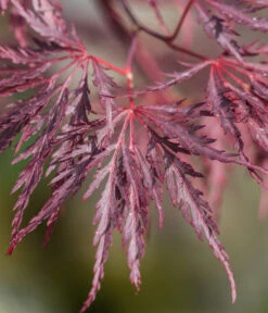 Dunkelroter Schlitz-Ahorn 'Dissectum Garnet', Ca. 30-40 Cm 9 Dunkelroter Schlitz-Ahorn 'Dissectum Garnet', Ca. 30-40 Cm -Gartenbedarf Kollektion 7018443 WE DE 001 AcerPalmatumDissectumGarnet