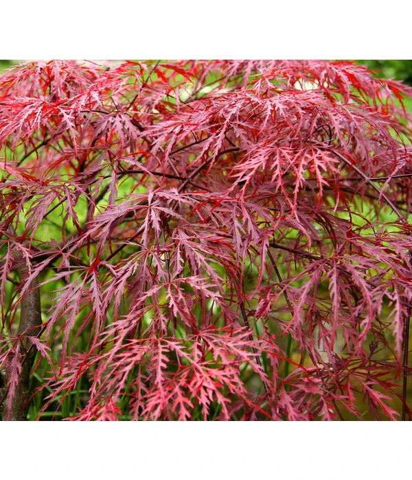 Dunkelroter Schlitz-Ahorn 'Dissectum Garnet', Ca. 30-40 Cm 1 Dunkelroter Schlitz-Ahorn 'Dissectum Garnet', Ca. 30-40 Cm
