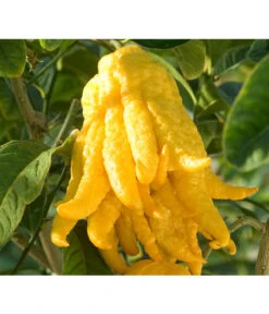 Zitronat-Zitrone 'Buddhas Hand' 7 Zitronat-Zitrone 'Buddhas Hand' -Gartenbedarf Kollektion 7118763 BildD 001 CitrusBuddhasHandCitrMedicaBuddhasHan