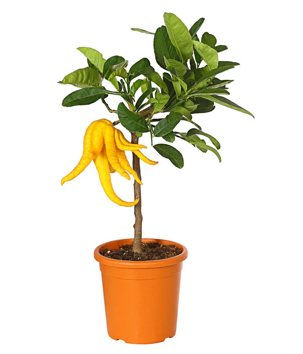 Zitronat-Zitrone 'Buddhas Hand' 1 Zitronat-Zitrone 'Buddhas Hand'