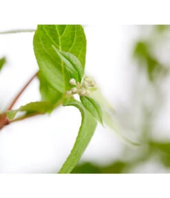 Prächtige Deutzie -Gartenbedarf Kollektion 7166010 WE DE 001 DeutziaMagnificaDeutzie5LDehnerExpressZS