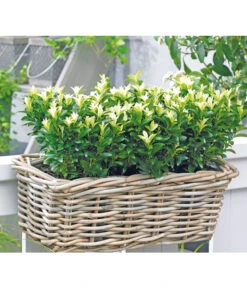 Kriech-Spindelstrauch 'Paloma Blanca'