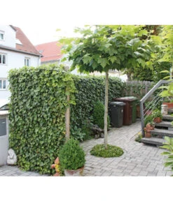 Hecke Am Laufenden Meter® 'Woerneri' - Efeu, Ca. 100 Cm -Gartenbedarf Kollektion 7208309 BildM 002 HederaHelixWoerneriHeckeAmLaufendenMeter