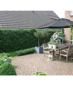 Hecke Am Laufenden Meter® 'Woerneri' - Efeu, Ca. 100 Cm -Gartenbedarf Kollektion 7208309 BildM 003 HederaHelixWoerneriHeckeAmLaufendenMeterHelix