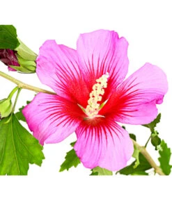 Hibiskus 'Silke' - Garten-Eibisch -Gartenbedarf Kollektion 7212228 WE DE 001 HibiscusSyriacusSilkeRoseneibischHibiskus3LDehnerExpressHerzig