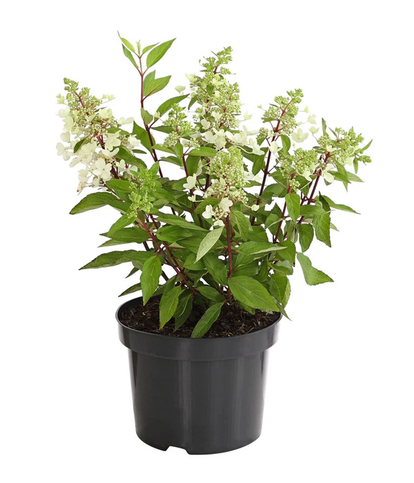 Rispen-Hortensie 'Pinky Winky' 2 Rispen-Hortensie 'Pinky Winky' – Bild 2