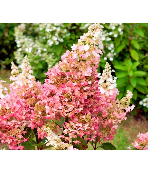 Rispen-Hortensie 'Pinky Winky' 1 Rispen-Hortensie 'Pinky Winky'