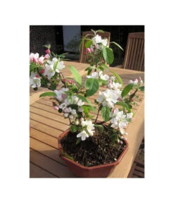Zierapfel -Gartenbedarf Kollektion 7284425 BildFS 001 ZierapfelMalusInSortenBonsai