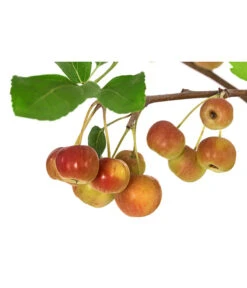 Zierapfel -Gartenbedarf Kollektion 7284425 WE DE 001 Malus