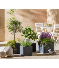 Lavendel 'Royal Blue' -Gartenbedarf Kollektion 7296874 WE MO 001 MediterranOliveZitroneFeige