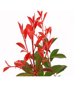 Purpur-Glanzmispel 'Glanzkopf' -Gartenbedarf Kollektion 7306111 WE DE 001 PhotiniaGlanzmispelGlanzkopf5LDehnerExpressHerzig