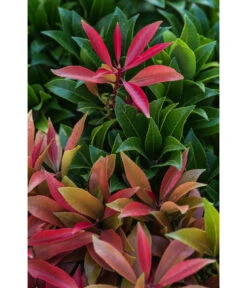 Dehner Schattenglöckchen, Japanische Lavendelheide 'Mountain Fire' -Gartenbedarf Kollektion 7322696 PR DE 002 PierisJaponicaMountainFire