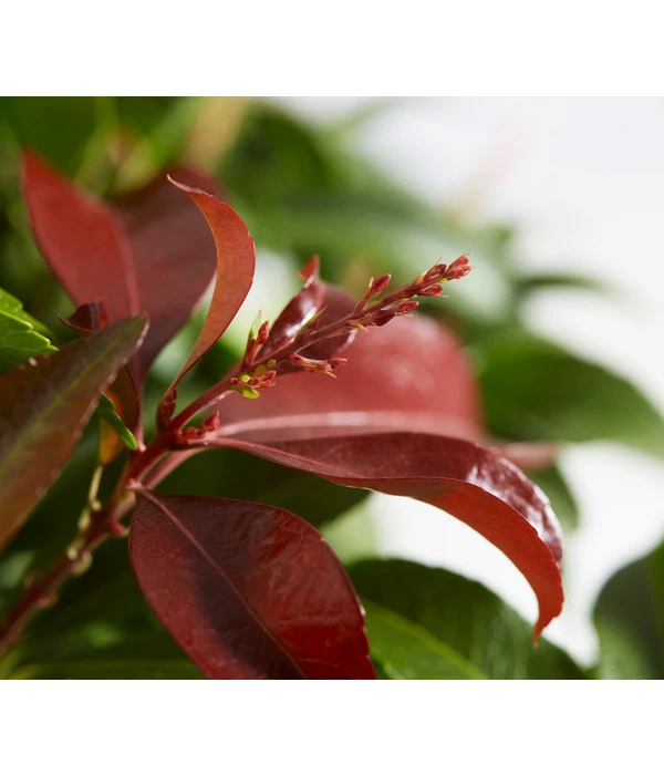 Schattenglöckchen - Japanische Lavendelheide, Schale 2 Schattenglöckchen - Japanische Lavendelheide, Schale – Bild 2